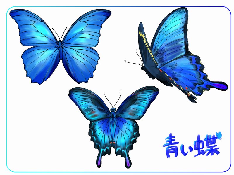 青い蝶の意味！恋愛やスピリチュアル的には？